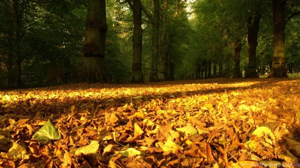 Wallpapers catalogue.com Autumn Carpet Of Leaves In 1366x768 ...