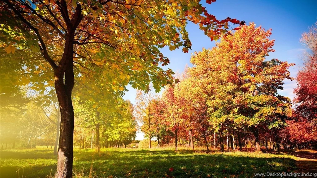 Autumn Trees And Leaves Wallpapers