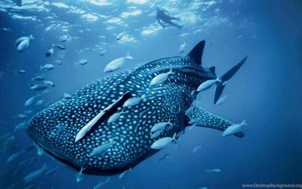 Cool ocean animal wallpapers whale shark in australian blue sea animal wallpaper.jpg