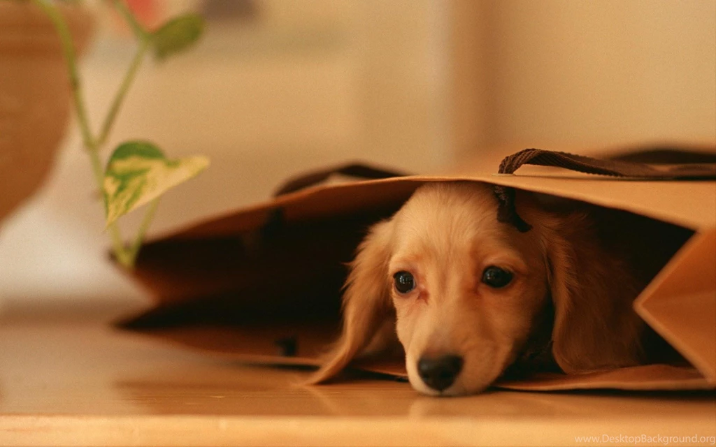 Puppies Lovely Dog Wallpapers PowerballForLife