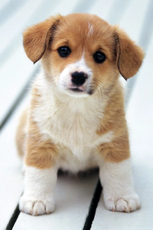 Cute Puppy iPhone 4s Wallpapers Download