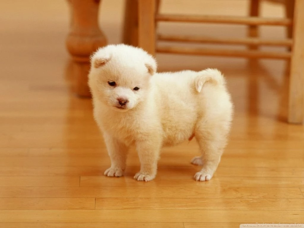 Cute Puppy HD Desktop Wallpapers : High Definition : Fullscreen ...