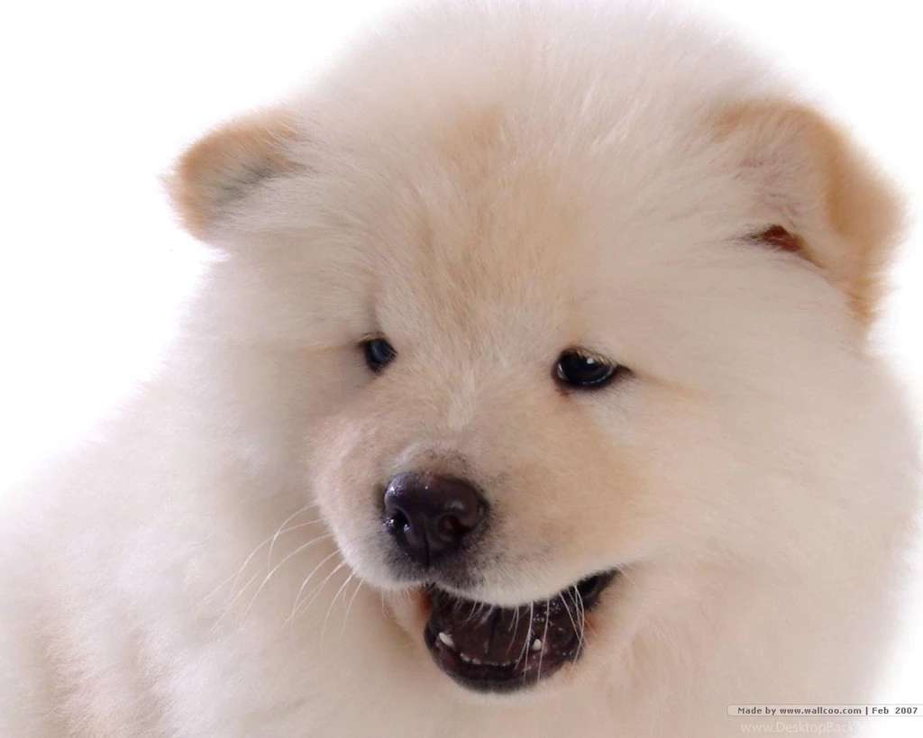 Chow Chow Puppy Wallpapers Puppies Wallpapers (13936824) Fanpop