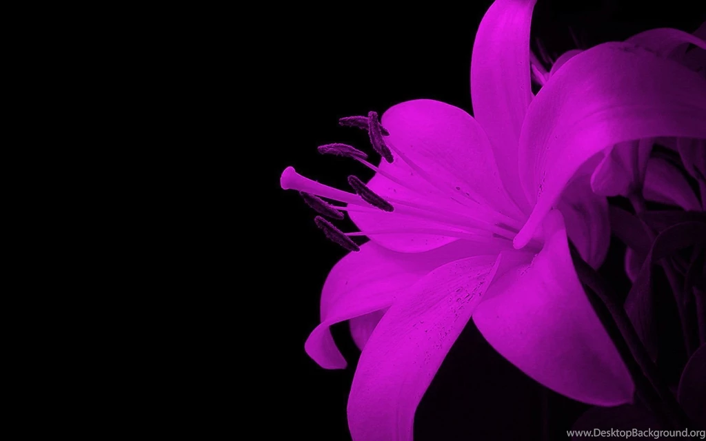 Spectacualr Flower Wallpapers