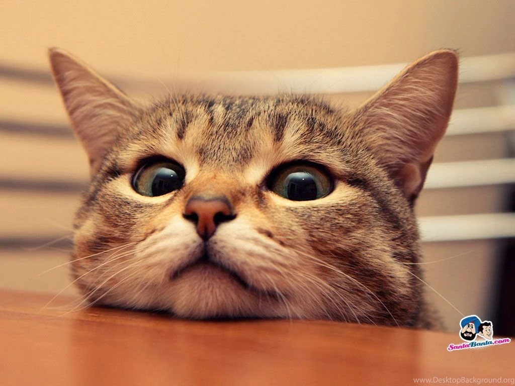Funny Animals Cats 37 Desktop Backgrounds Funnypicture.org