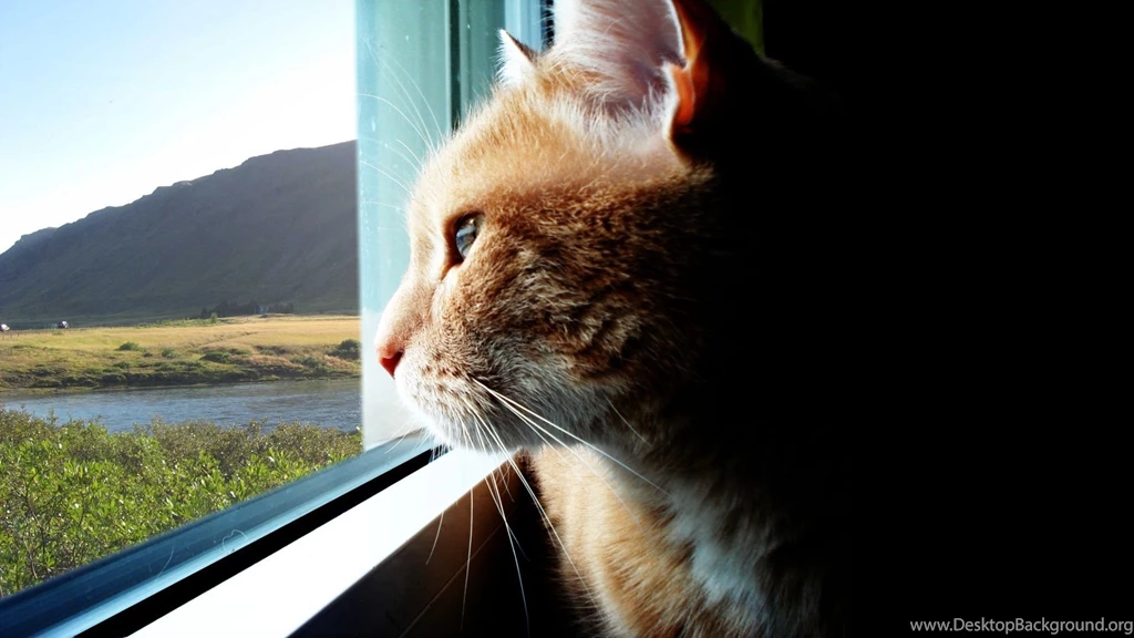 50 Free HD Cat Wallpapers