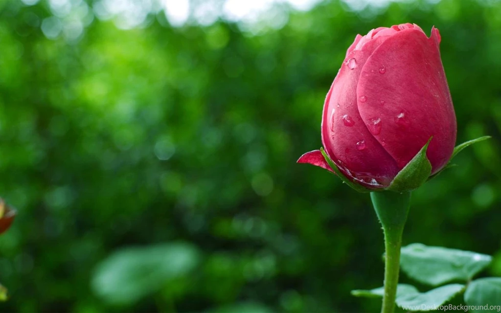 Red Rose Flowers Wallpapers HD Free Download