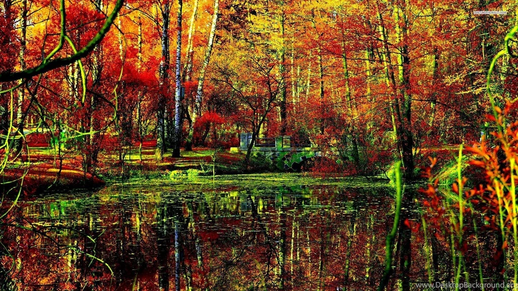 Fall In The Forest Wallpapers