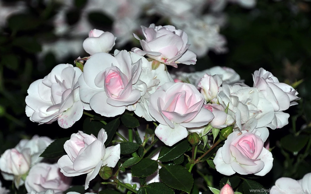 Top White Roses 1920x1200 Flower Images For Pinterest