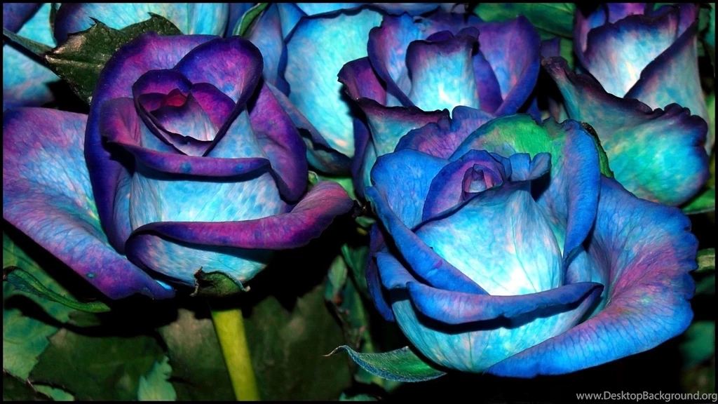 HD Blue Flower Wallpapers.