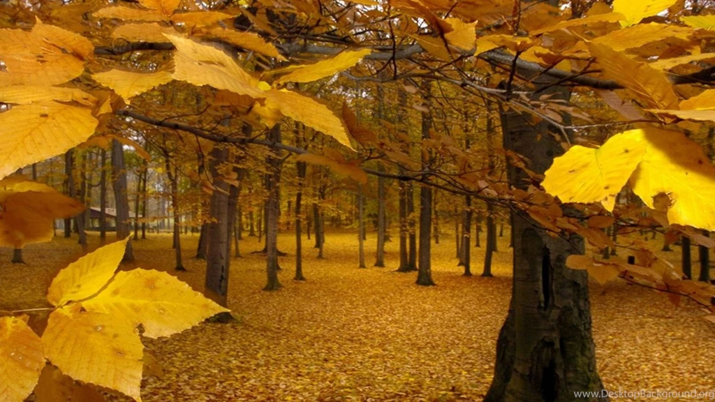 Fall Autumn 1080p Wallpapers HD 1920x1080