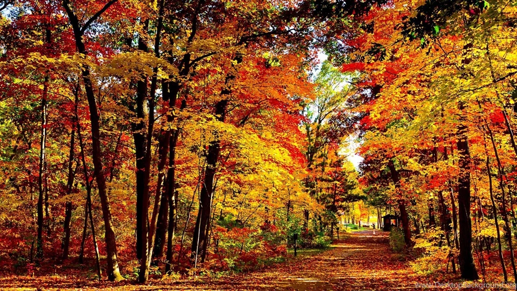 Download Wallpapers 1920x1080 Usa, Wisconsin, Wood, Autumn, Trees ...