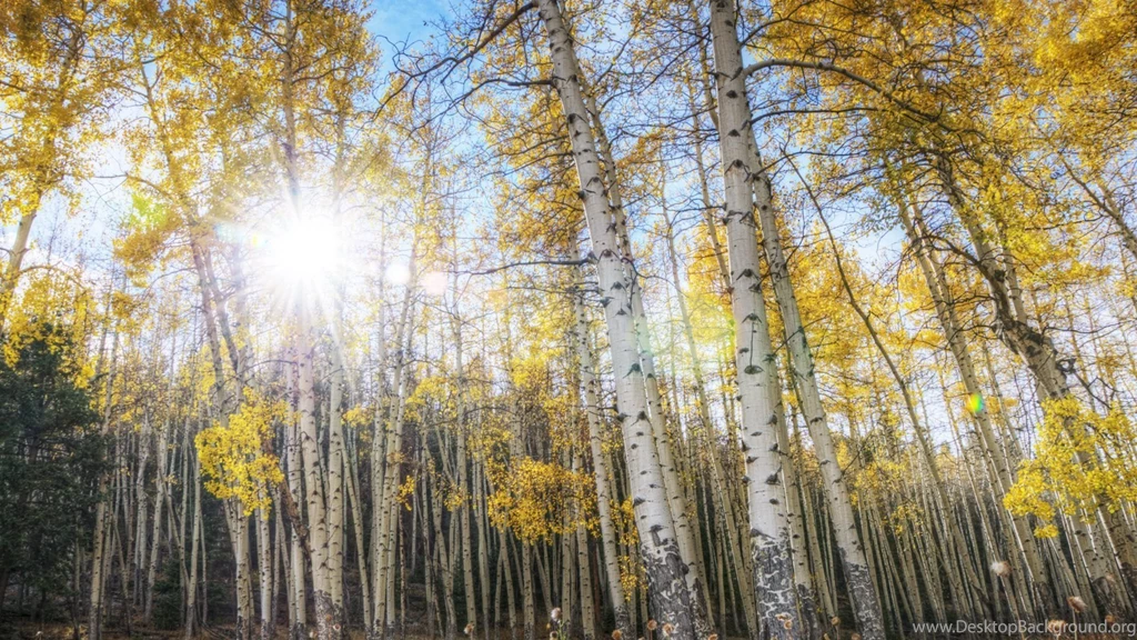 Autumn. Fall Wallpapers :: HD Wallpapers