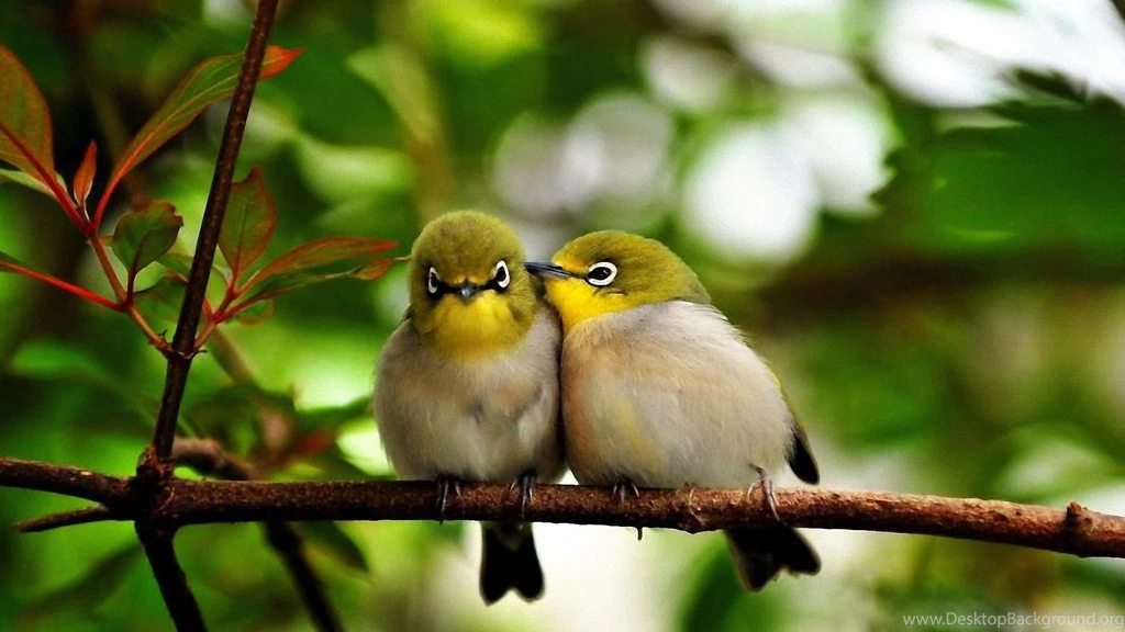 For Free In Hd Resolution Cute Little Birds Hd Desktop Wallpapers ...