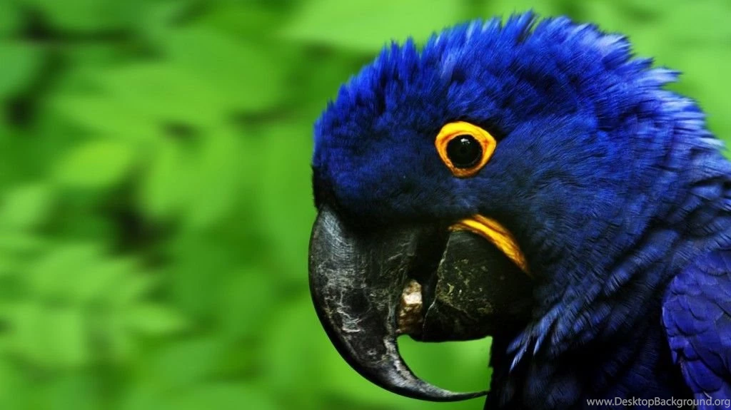 HD Wallpaper In 1080p Download.jpg