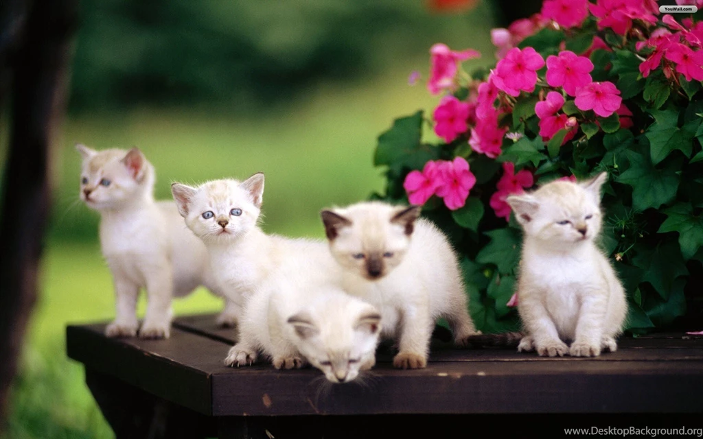 Cute Little Kittens Wallpapers 1920x1200 Px Free Download ...