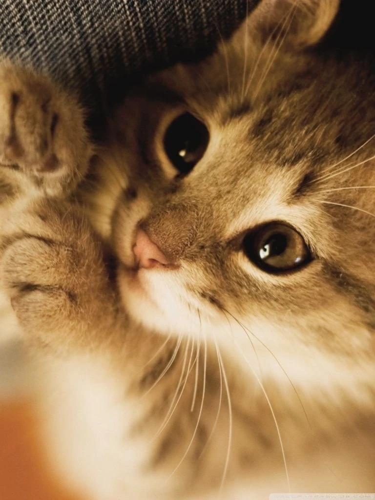 Cute Lazy Kitten HD Desktop Wallpapers : High Definition ...