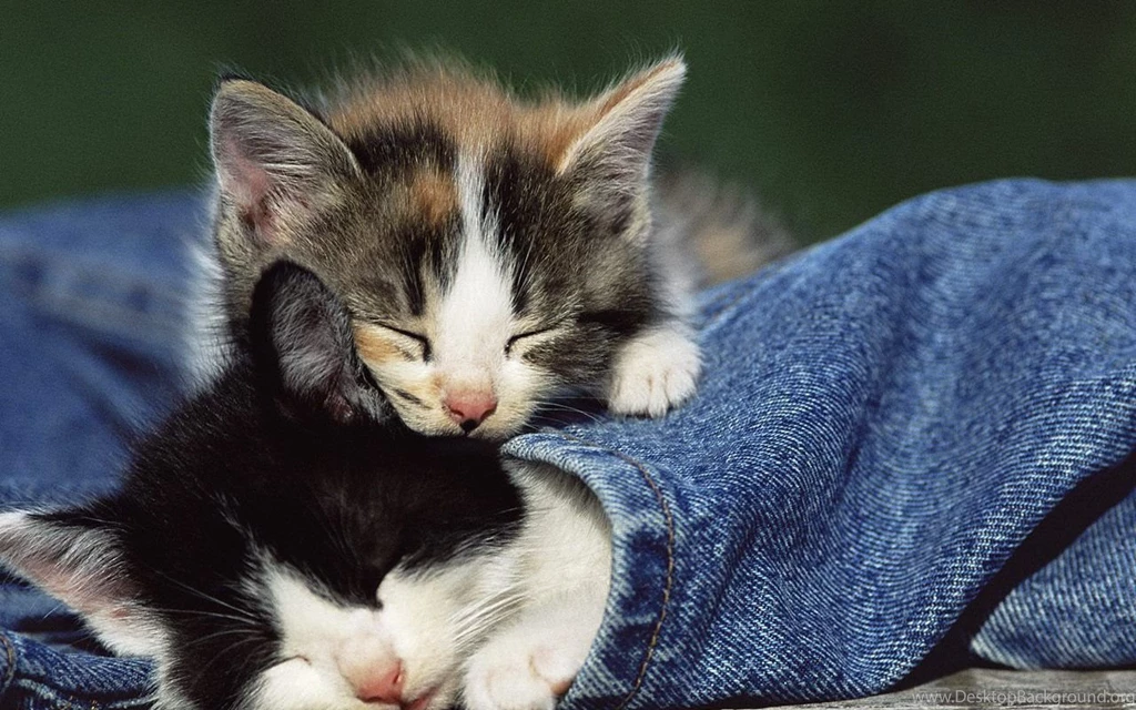 Cute Kittens Kittens Wallpapers (16123202) Fanpop