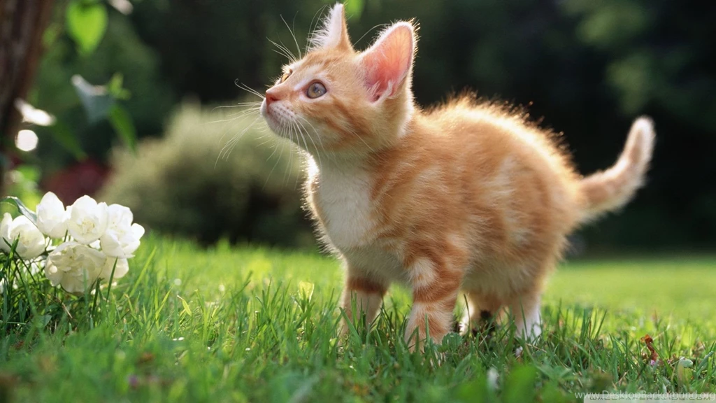 Top Cute Orange Kittens Wallpaper Images For Pinterest