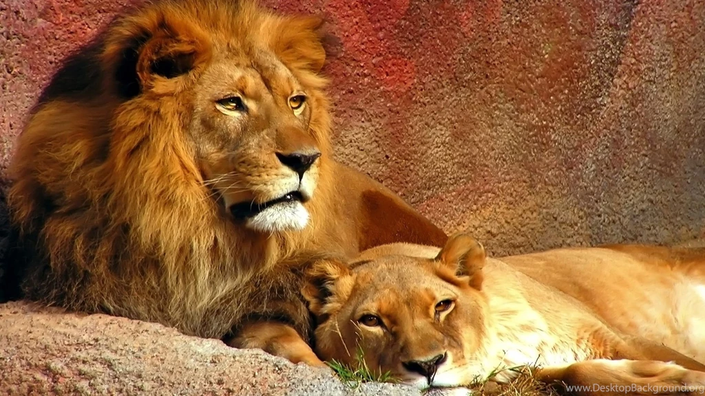 High Definition Two Sleepy Lions Free Your Top HD Wallpapers
