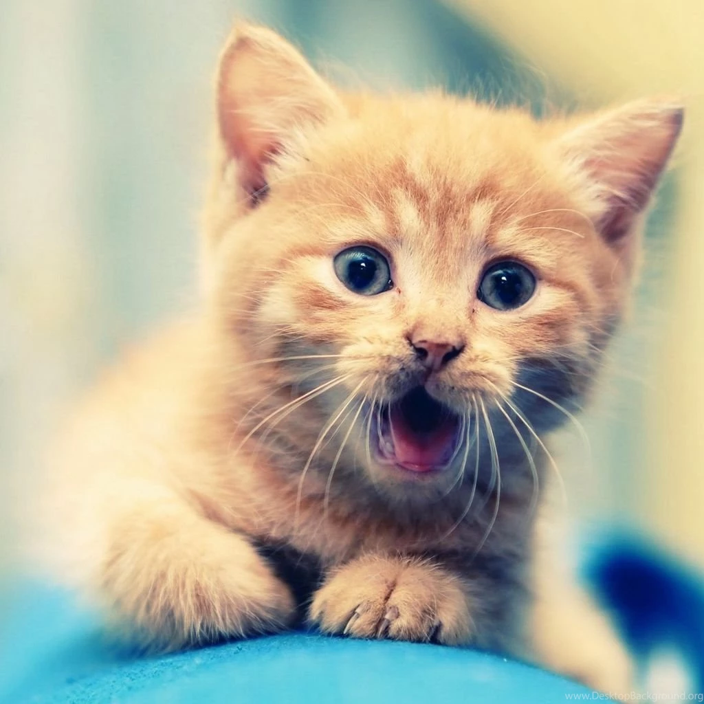 Cute animal tablet wallpapers.jpg