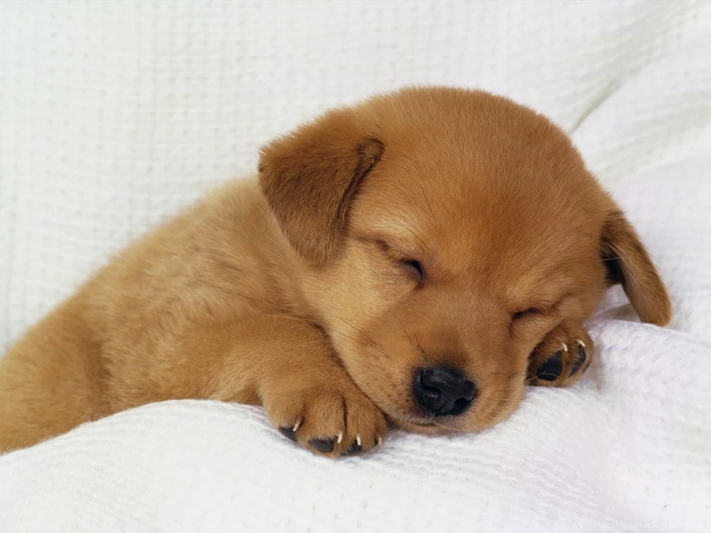 Cute Puppies Dogs Animal Wallpapers HD