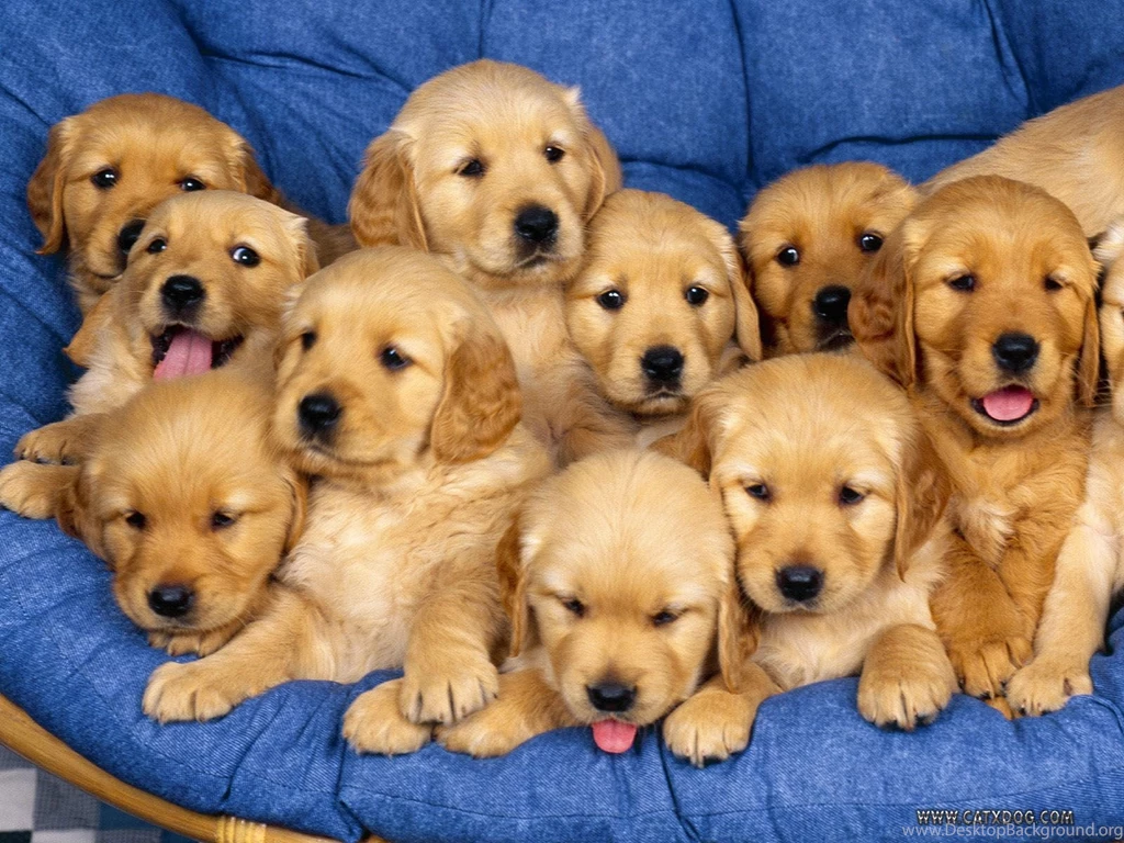 Cute Little Puppies Wallpapers HD