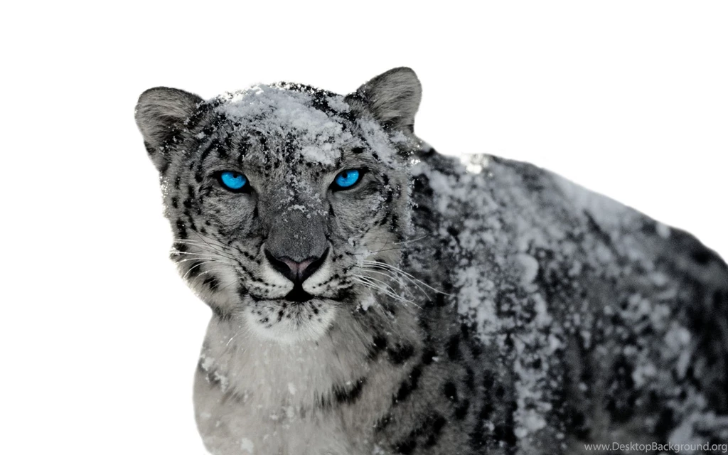Snow Leopard 3 By BumbleBritches57 On DeviantArt