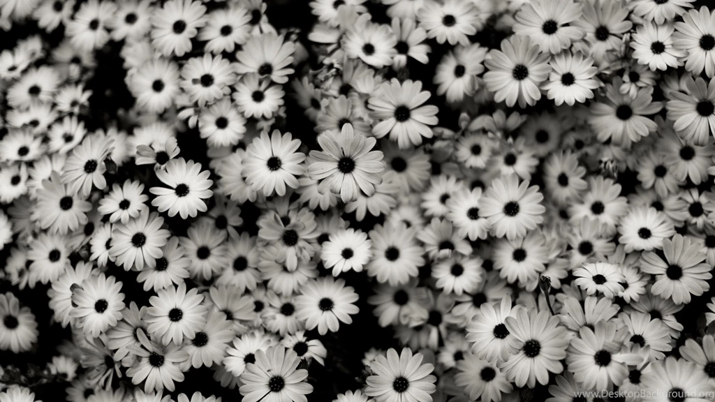 Imac Desktop Wallpapers Flower Wallpapers
