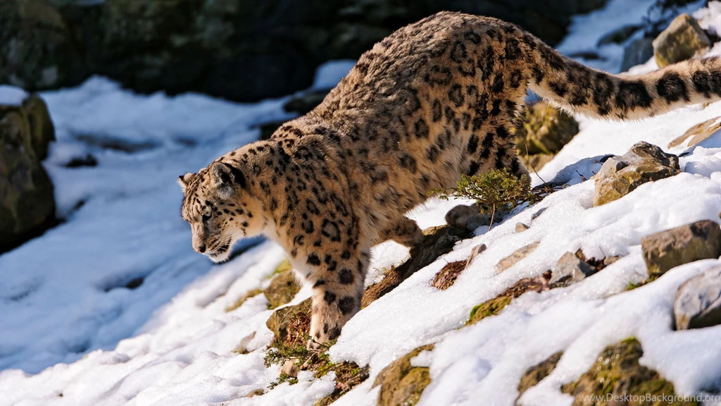 Download Wallpapers 3840x2160 Snow Leopard, Snow, Walk, Forest ...