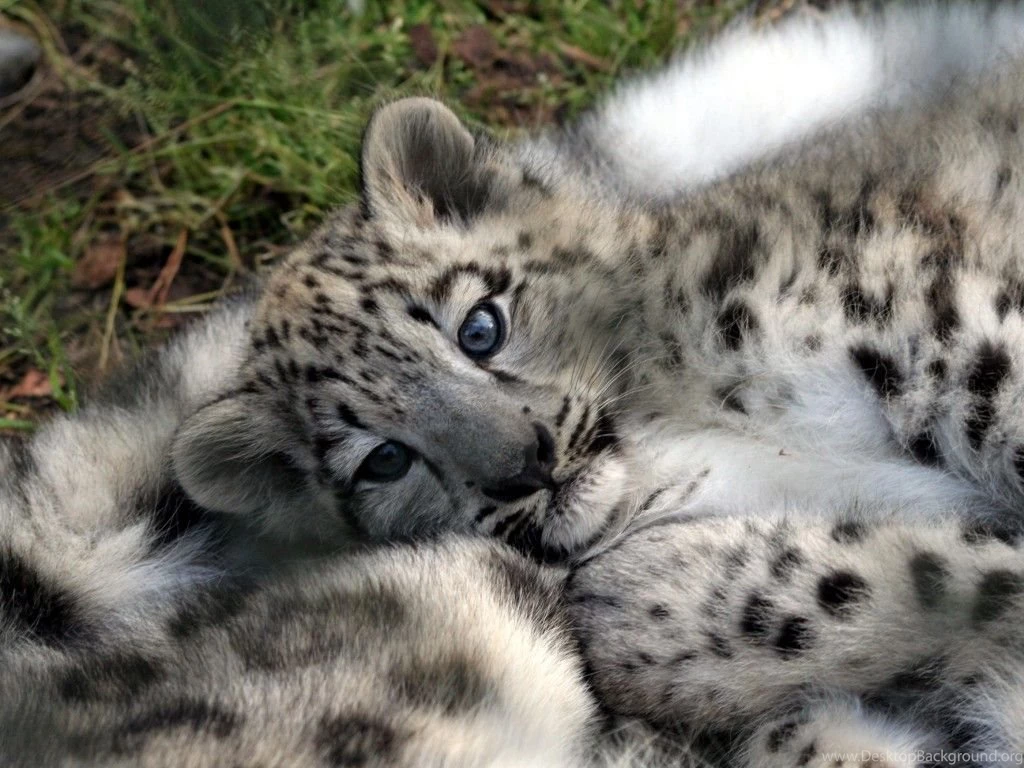 Top Snow Leopard Animals Images For Pinterest
