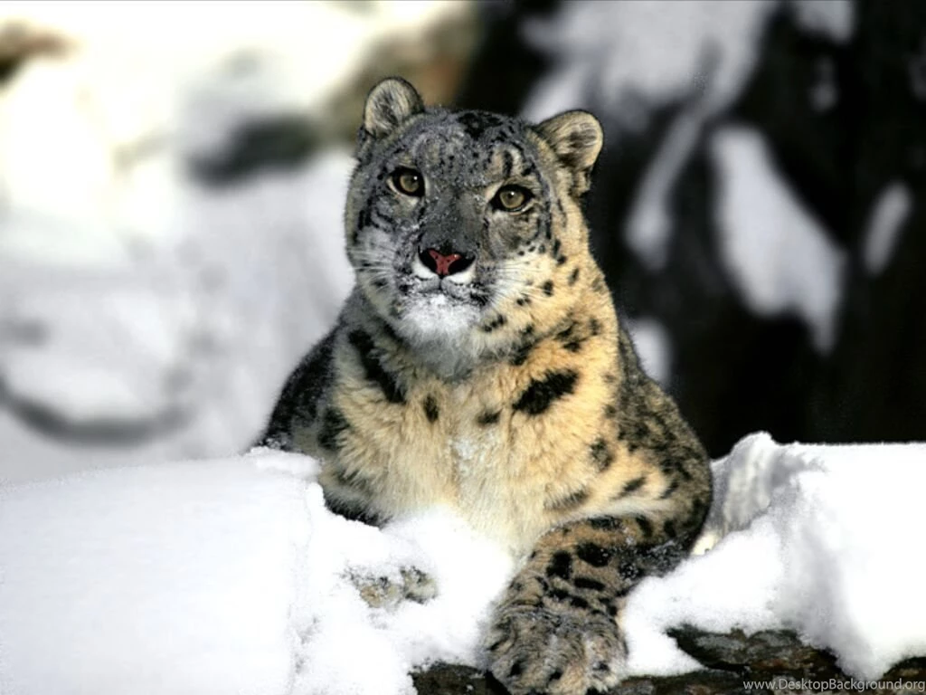 Desktop Wallpapers · Gallery · Animals · Relaxing Snow Leopard ...