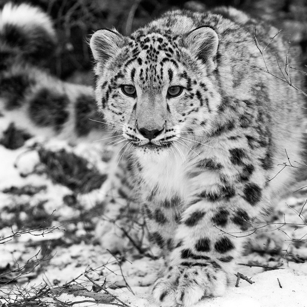 Download Wallpapers 2048x2048 Snow Leopard, Snow, Hunting ...