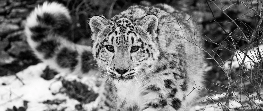 Download Wallpapers 2560x1080 Snow Leopard, Snow, Hunting ...