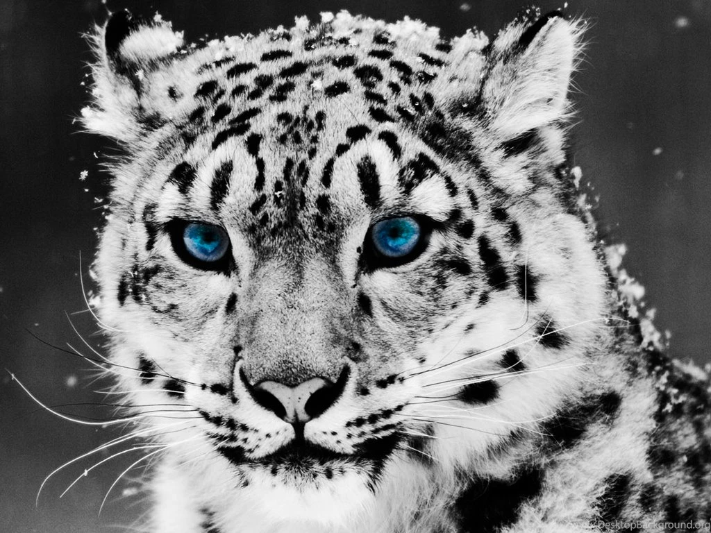 Snow leopard 7.png