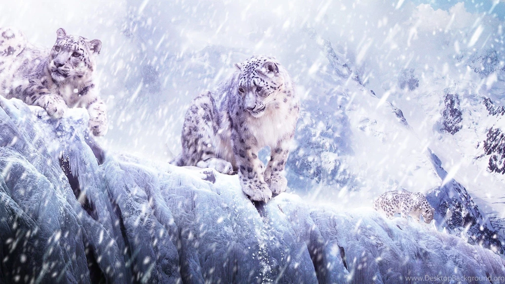 Snow Leopard Wallpapers 1297494
