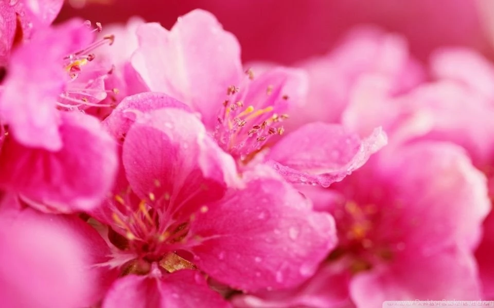 Pink Spring Flowers Hd Desktop Wallpapers High Definition [Your ...
