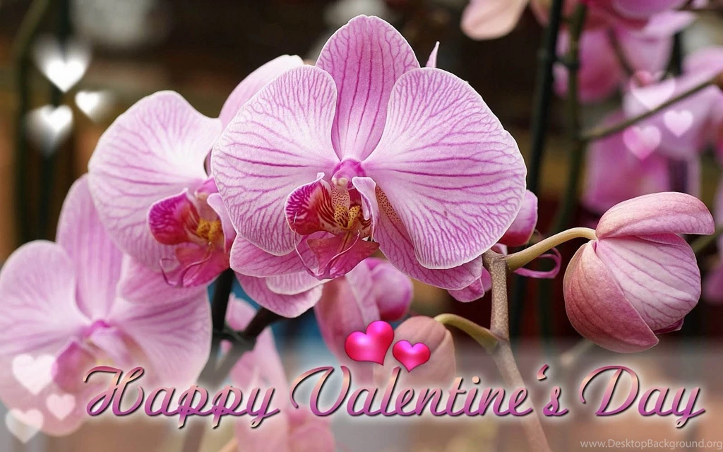 Pink Valentines Day Desktop Wallpapers – Happy Valentine Wallpapers