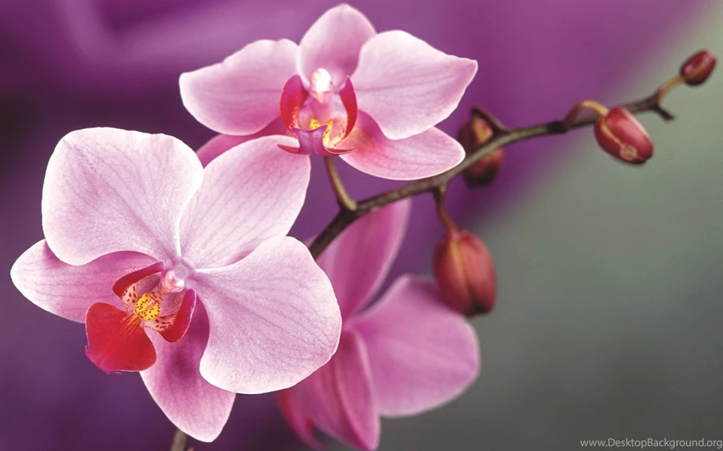 Orchids Wallpapers
