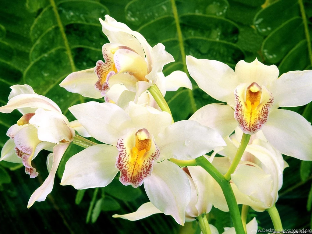 Desktop Wallpapers » Flowers Backgrounds » White Orchids » Www ...