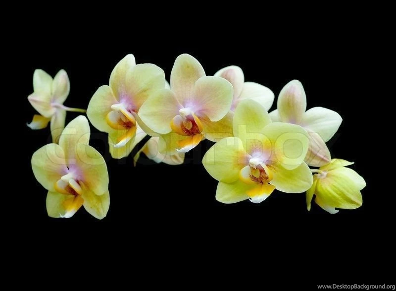 Blooming Yellow Orchids On A Black Backgrounds