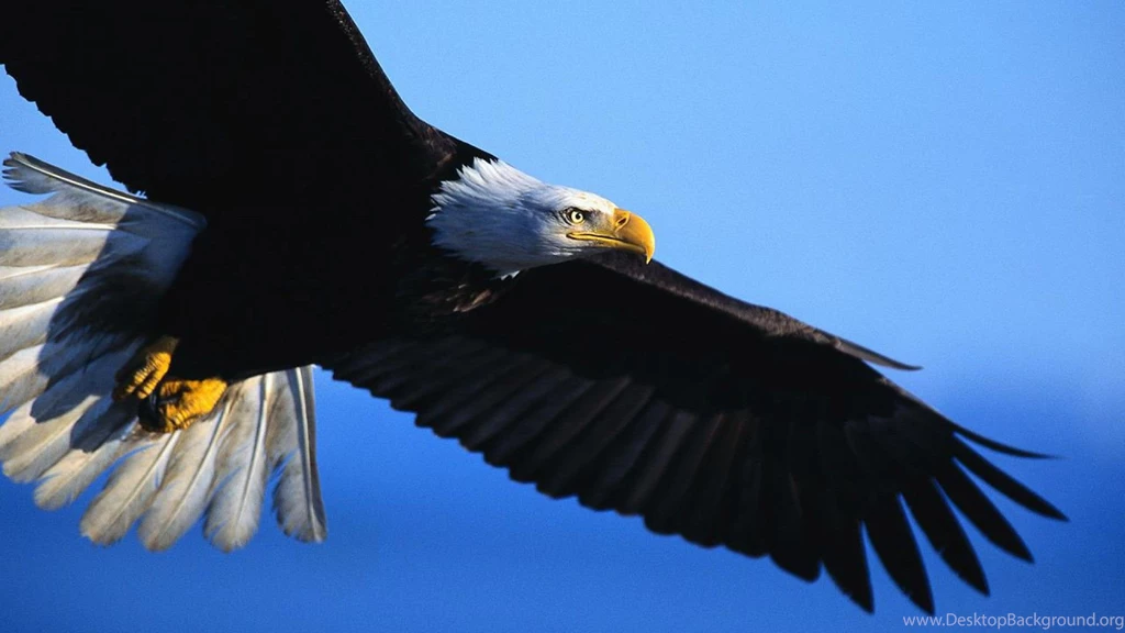 Eagles HD Wallpapers.