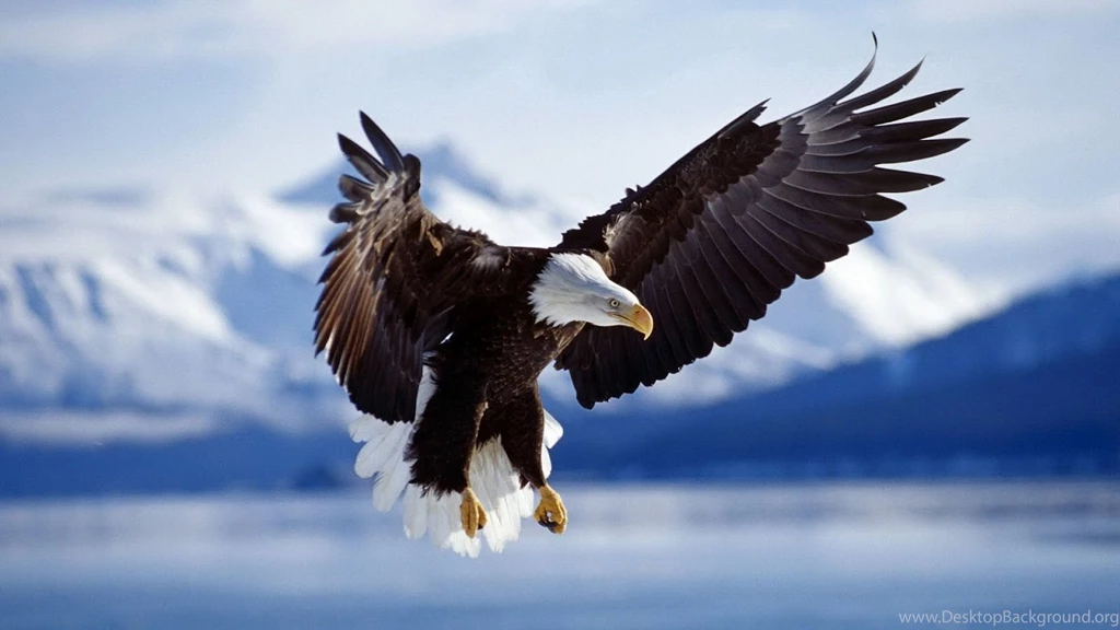 HD Eagles Wallpapers And Photos