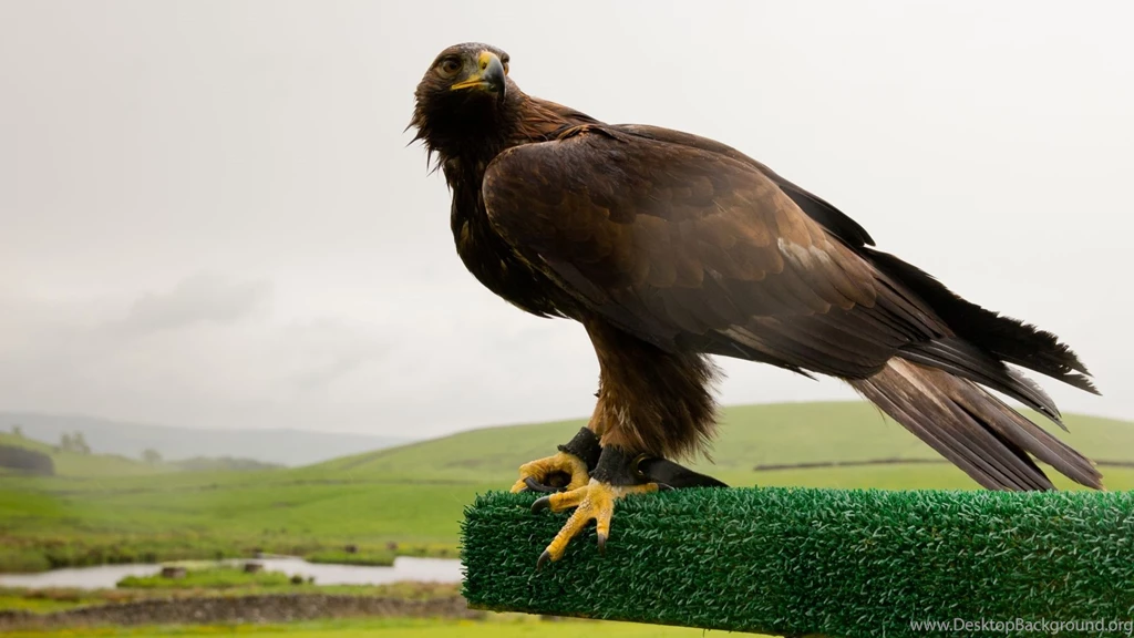 11 Golden Eagle HD Wallpapers