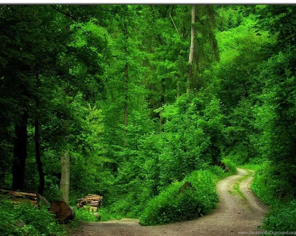 Green Forest Best Wallpapers