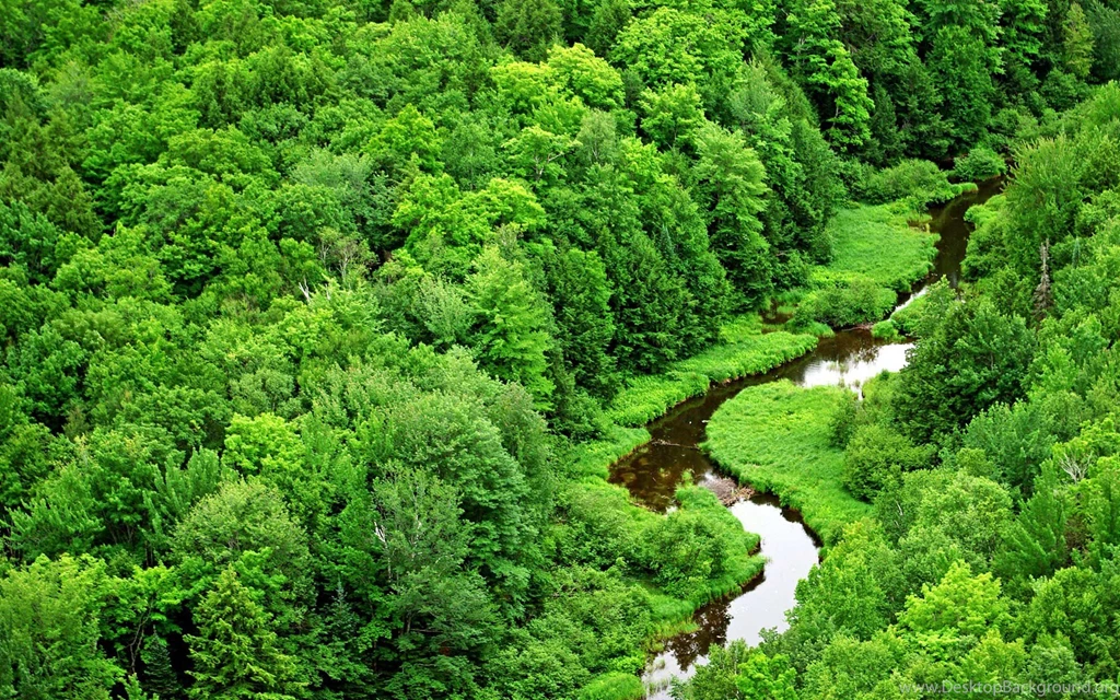 Nature Forest Wallpapers High Definition
