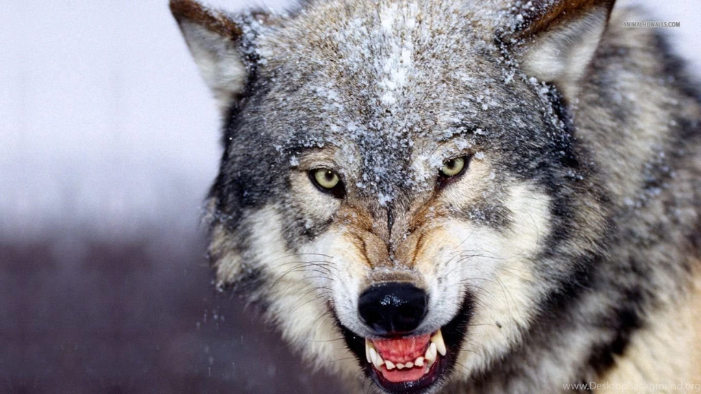 Scary Wolf Wallpaper Teeth Image Snow Picture.jpg