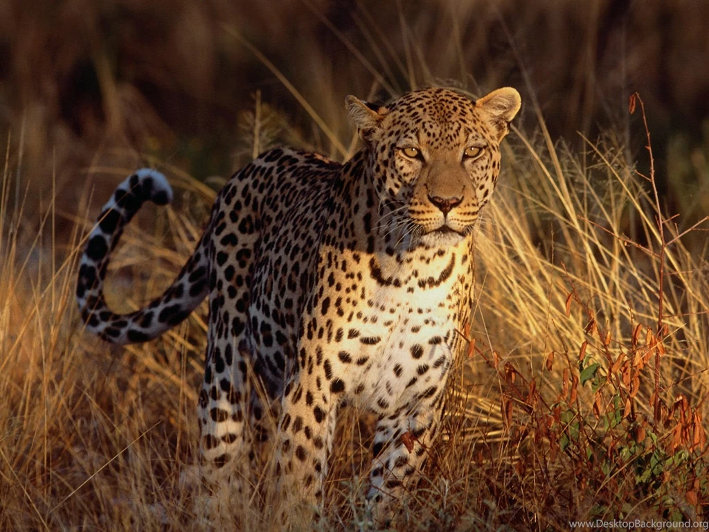 Intense Focus Leopard Wallpapers