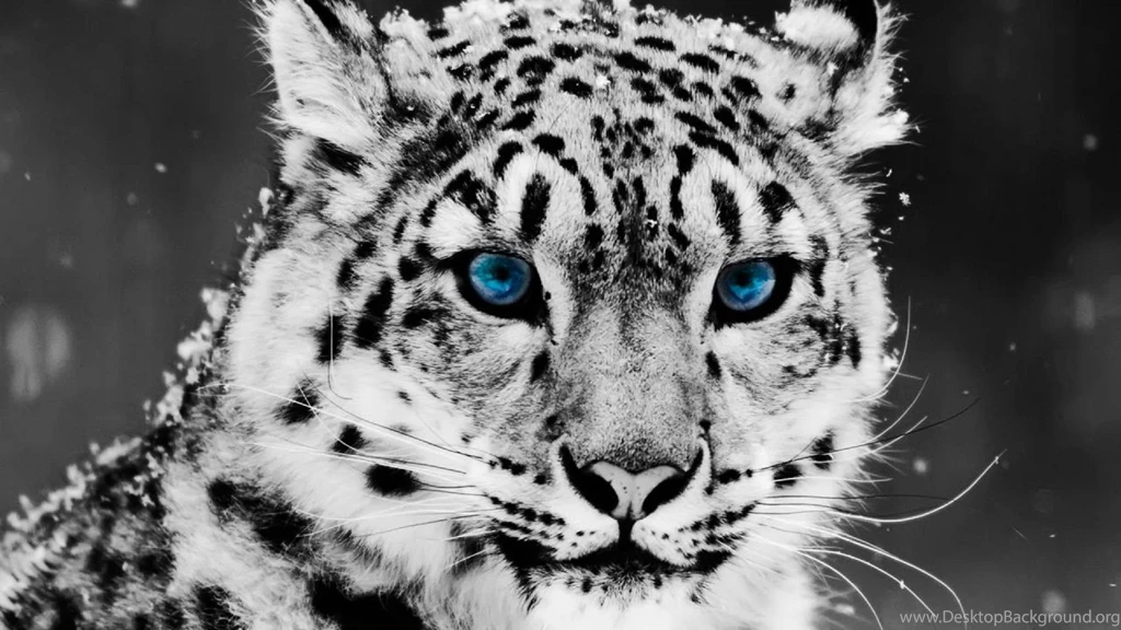 Leopard Wallpapers High Definition STAY003