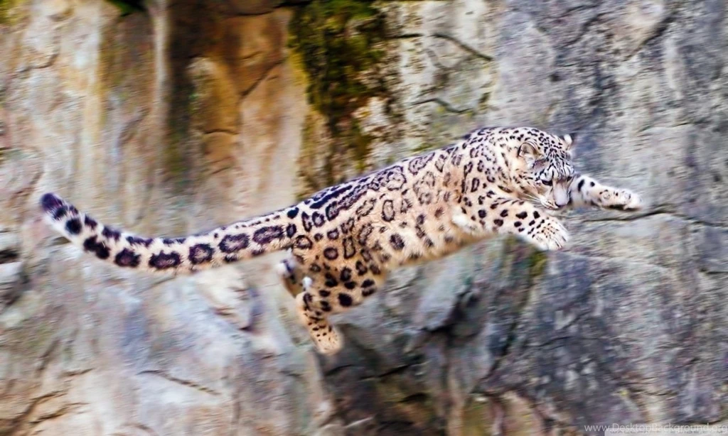 Snow Leopard Flying HD Desktop Wallpapers : High Definition ...